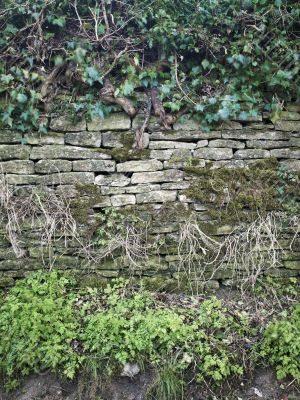 wall with moss and plants