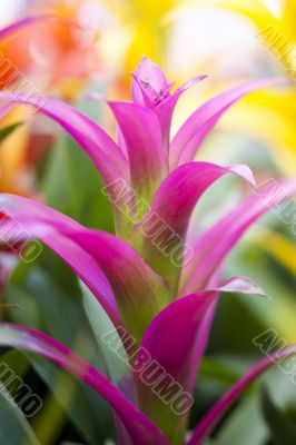 Purple Tropical Flower