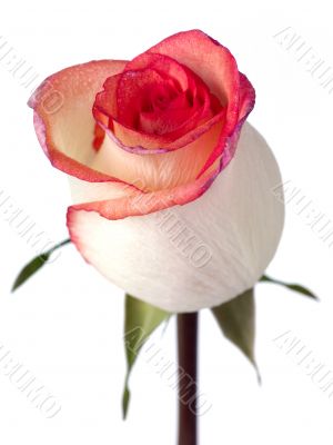 solitary bi color peach rose with pink and purple petal edges