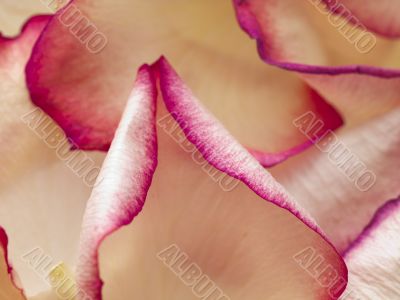 peach rose petals with pink and purple edges