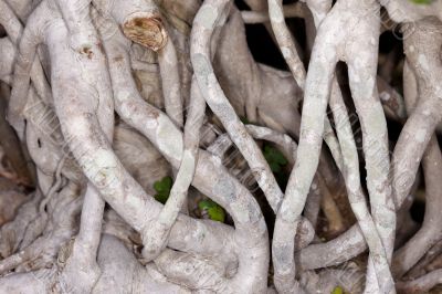 Bonzai Tree Roots