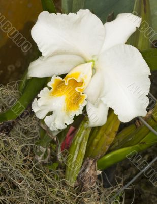 white bearded iris