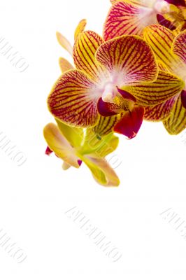 Red and yellow orchids on whte background