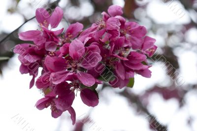 pink apple blossoms