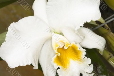 ruffled white orchid