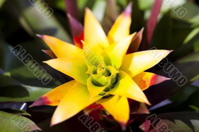 Spikey Tropical Flower