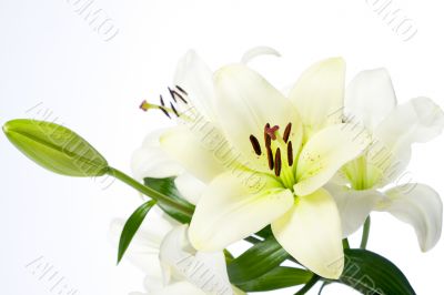 White Lilies and Bulb