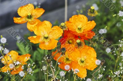 orange flowers