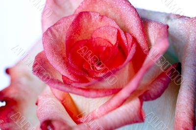 Up Close Pink Rose