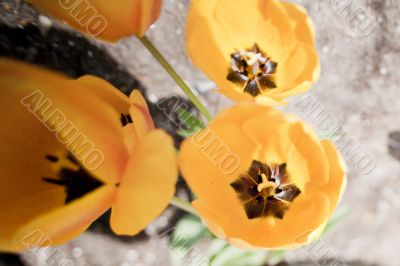 Yellow Tulip from the Sky Yellow Tulip from the Sky