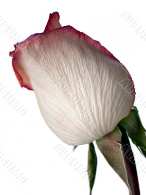 peach rose with a hint of pink and purple peach rose with a hint of pink and purple
