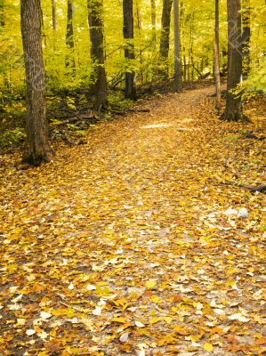 path through forest
