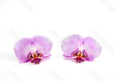 signal bloom on white background signal bloom on white background