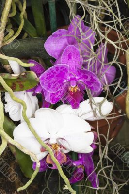white and purple orchids