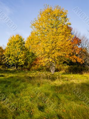 colorful trees