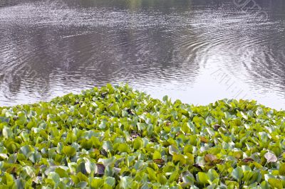 water lily on river