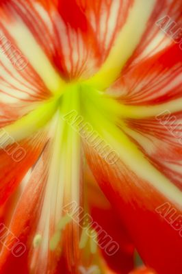 pelargonium flower