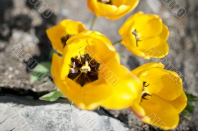 Yellow Tulips from Above