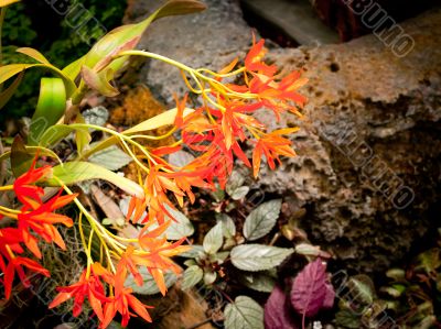 wispy orange petals