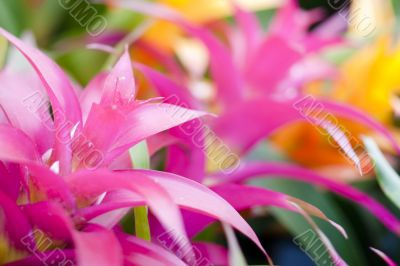pink tropical plants