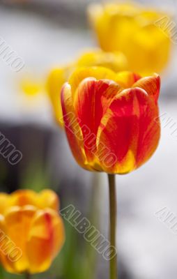 yellow and red tulips