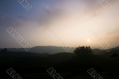 Tea Fields at Sunset