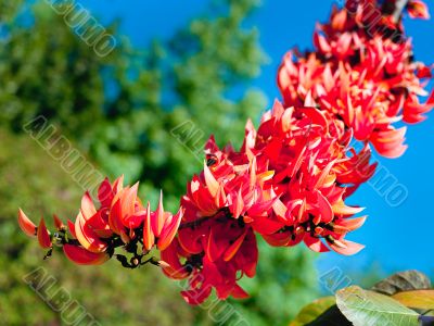 vivid orange petals