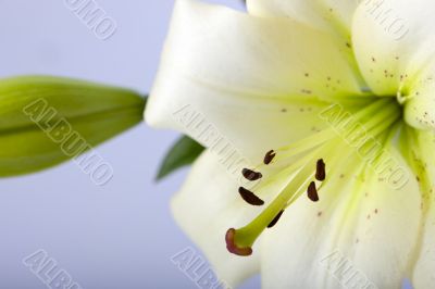 White Lily With Bulb White Lily With Bulb