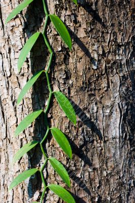 A Perfect Vine A Perfect Vine