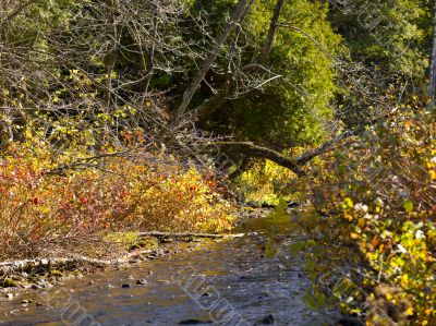 flowing creek with trees flowing creek with trees
