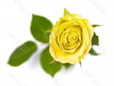 Yellow Rose with Leaves