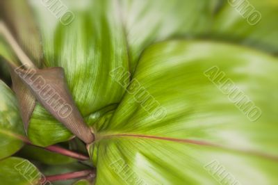 tropical leaf close up