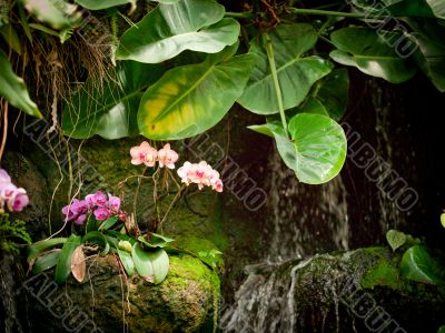 small orchid waterfall