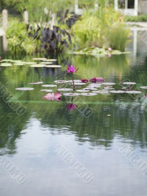 water lily in pond