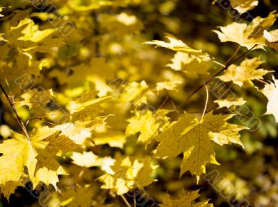 yellow maple leaves