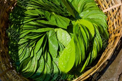 plant leaves in basket