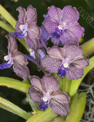 purple orchids