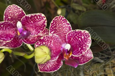 pink splotch orchids