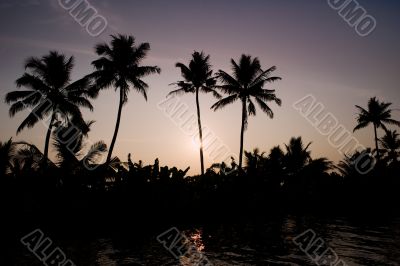 silhouetted palms