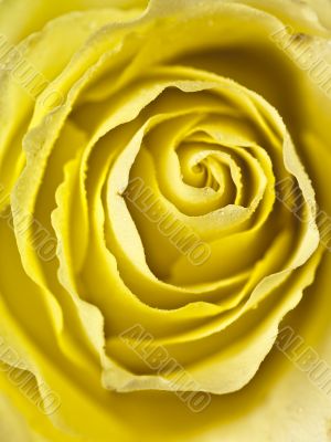 tight shot of a yellow rose centre