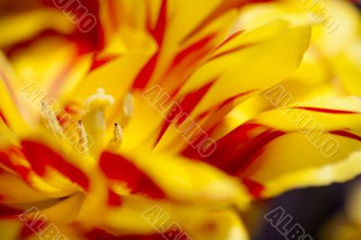 Red and Yellow Tulip Parts