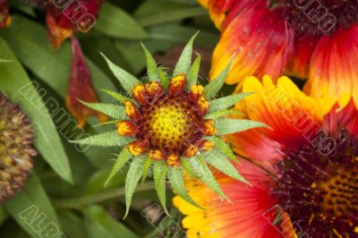 Spikey Red and Yellow Flowers