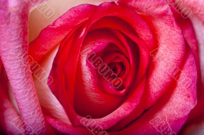 Pink Rose Up Close