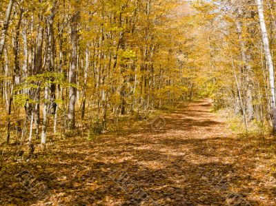 shadowy trail in ontario