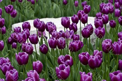 Purple Tulips and White Stone