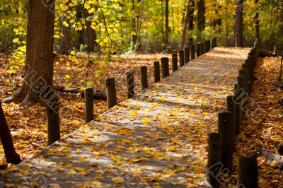 walkway and maple leaves