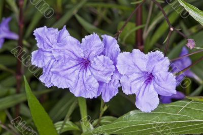 Silk Violet Flowers