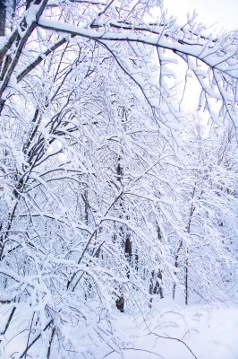 snow on branches