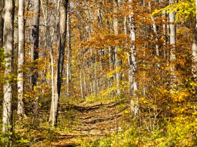 rocky hiking trail