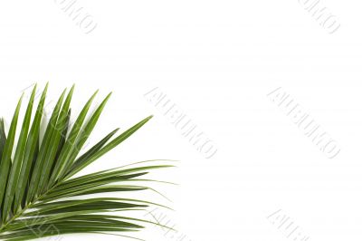 palm frond isolated on white